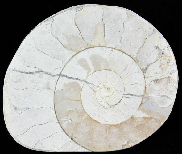 Cut and Polished Lower Jurassic Ammonite - England #62566